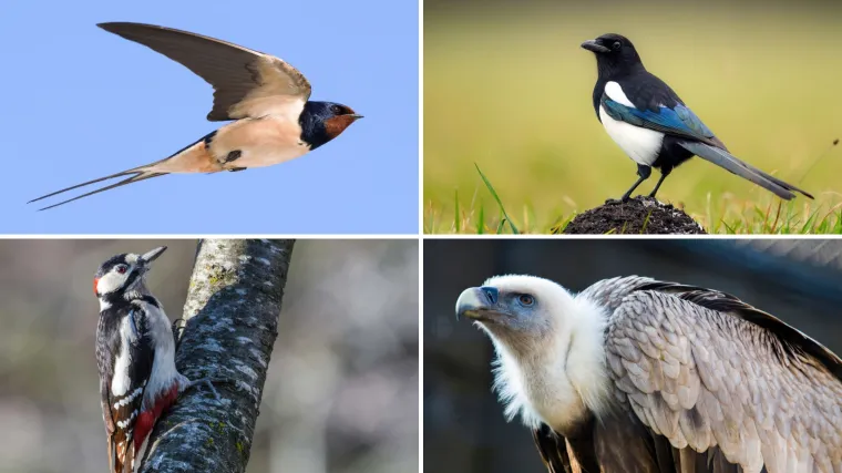 Dokažite se kao poznavatelj ptica koje nastanjuju hrvatsku prirodu: Koliko ste ih prepoznali?