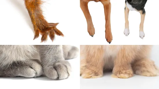 Poznavatelji životinja prepoznat će ove životinje po &scaron;apama bez problema: Mogu li i ostali?