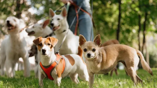 Koliko je pametan vaš pas? Ovako se različite pasmine rangiraju po inteligenciji