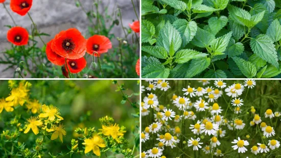 Rijetki će prepoznati ove livadne biljke sa slike: Dokaži da nije nemoguće znati sve