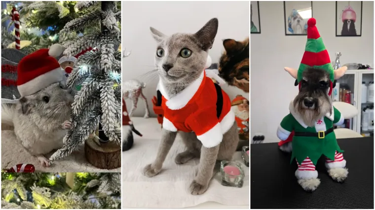 Poslali ste nam fotke va&scaron;ih ljubimaca u božićnom ruhu, pa vi ste pravi sretnici koliko su neodoljivi