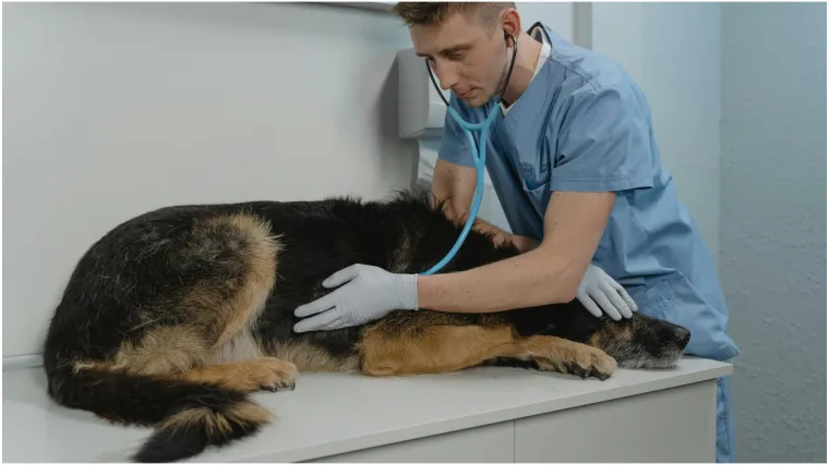 Vodič za vlasnike: Ovo je 30 najče&scaron;ćih bolesti koje pogađaju pse