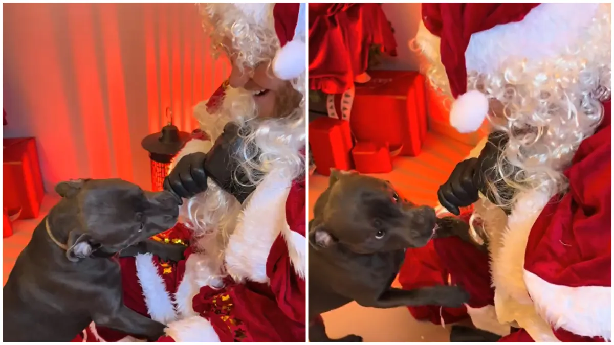 Urnebesna scena na božićnom događaju: Psić prvi put upoznao Djeda Mraza, evo kako je reagirao