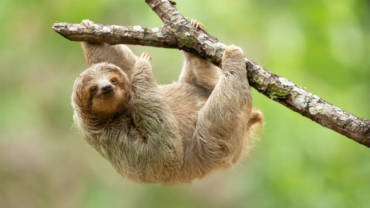 [KVIZ] Jesi li stručnjak o ljenjivcima? Kép