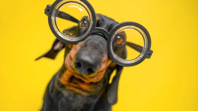 Samo će hodajuće enciklopedije znati odgovore na ova &scaron;a&scaron;ava pitanja, svaka čast ako i&scaron;ta pogodite