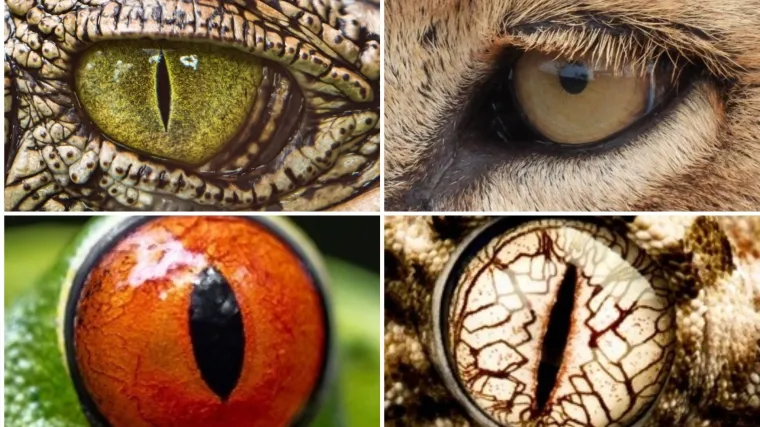 Možete li prepoznati o kojim se životinjama radi na temelju njihovih očiju?