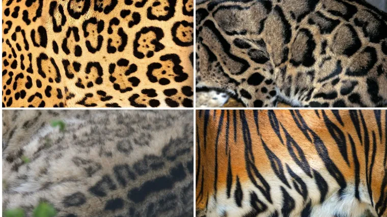 Samo najveći obožavatelji mačaka mogu ih prepoznati po uzorku krzna: Jeste li među njima?