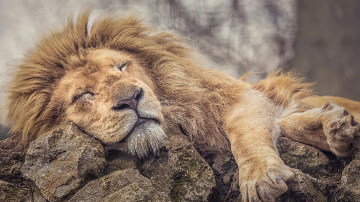 [KVIZ] Samo će pravi ljubitelji životinja znati koliko one sati provode spavajući Kép