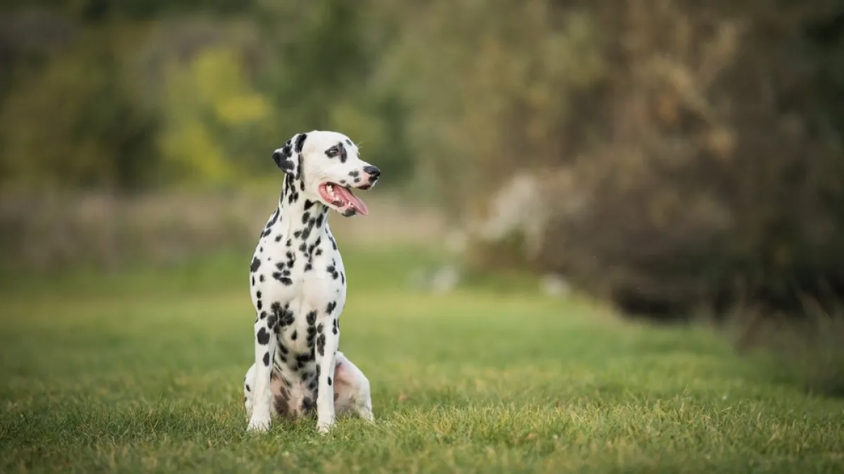 [KVIZ] Znaš li odakle potječu ove pasmine pasa?