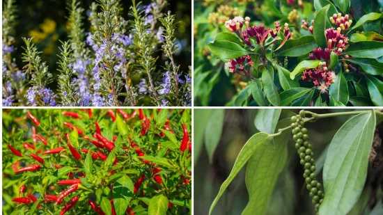 Kako rastu ovi začini? Rijetki ih mogu prepoznati samo po fotografiji biljke