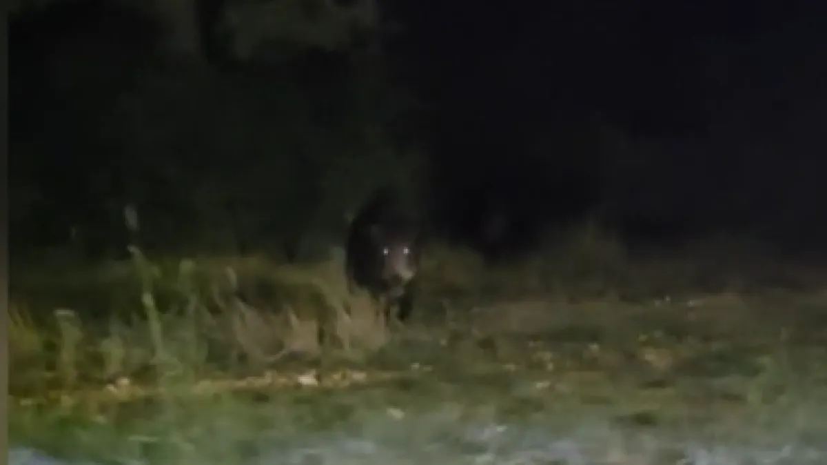 Divlje svinje u šetnji zadarskim kvartovima Kép