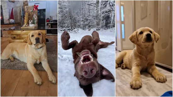 Velike crne oči i predivna gusta dlaka: Te&scaron;ko je odoljeti fotografijama va&scaron;ih labradora