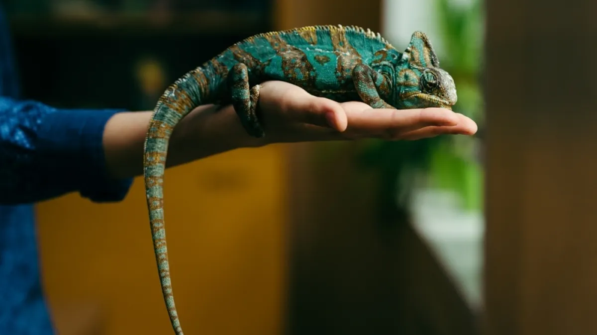 Ima kameleona kao ljubimca, a evo čega se sve odrekla Kép