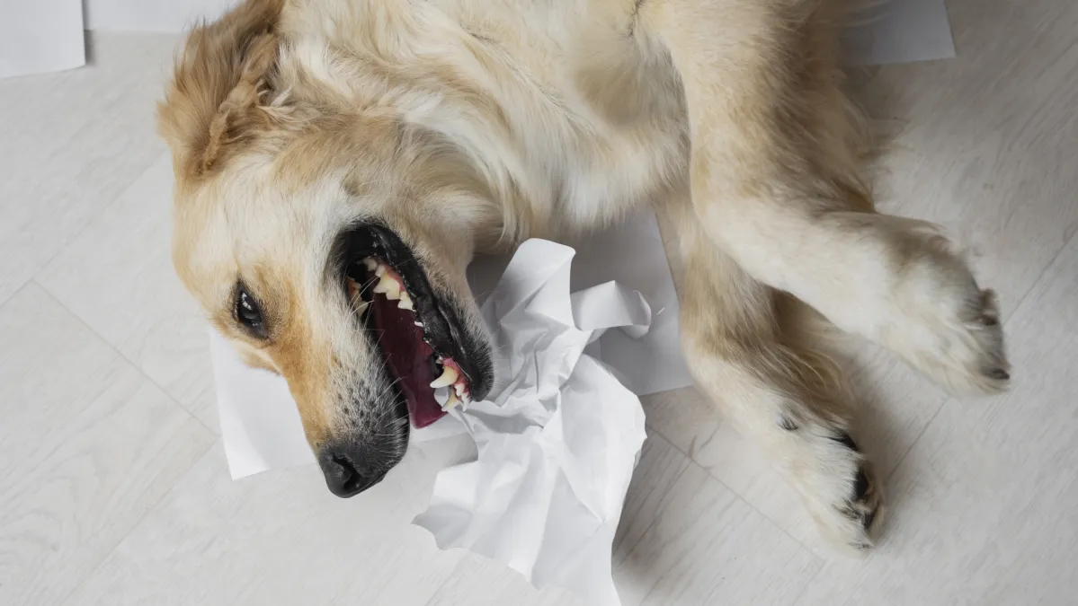 Veterinar upozorava na skriveni simptom opasne bolesti kod pasa Kép