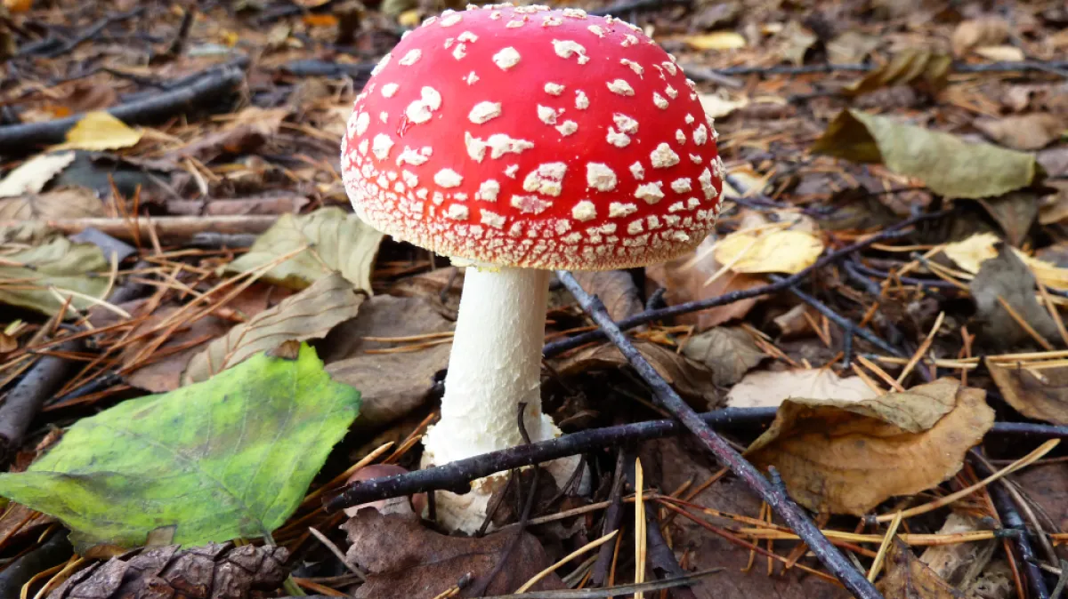 [KVIZ] Koliko znaš o otrovnim gljivama u Hrvatskoj? Kép