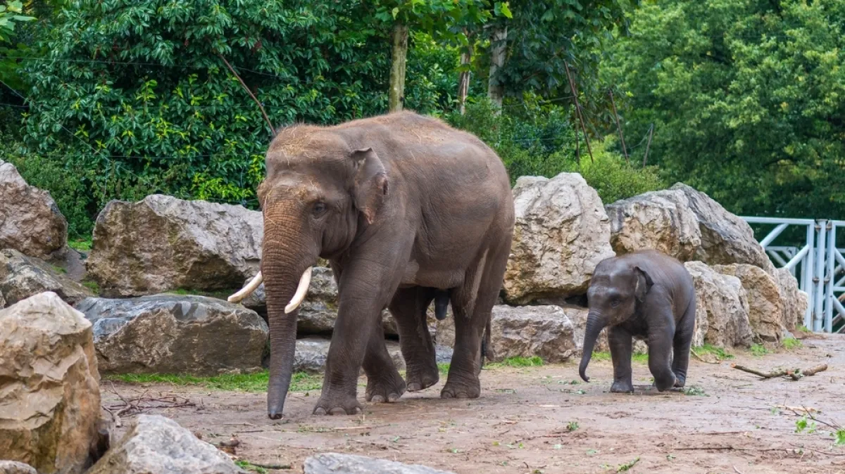 [KVIZ] Jesi li stručnjak koji zna sve o slonovima? Kép
