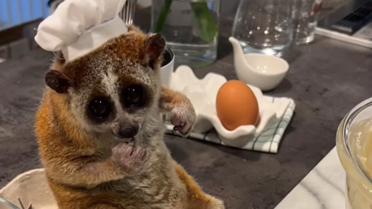 Nisu li spori lorisi neodoljivo društvo u kuhinji?