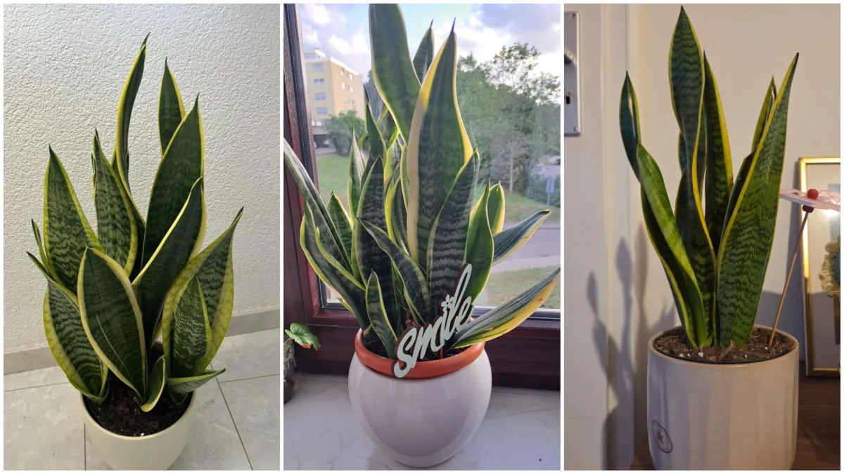 Otporna biljka neizostavna je u mnogim domovima: Izdvojili smo fotografije vaših svekrvinih jezika