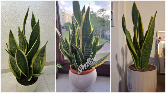 Otporna biljka neizostavna je u mnogim domovima: Izdvojili smo fotografije va&scaron;ih svekrvinih jezika