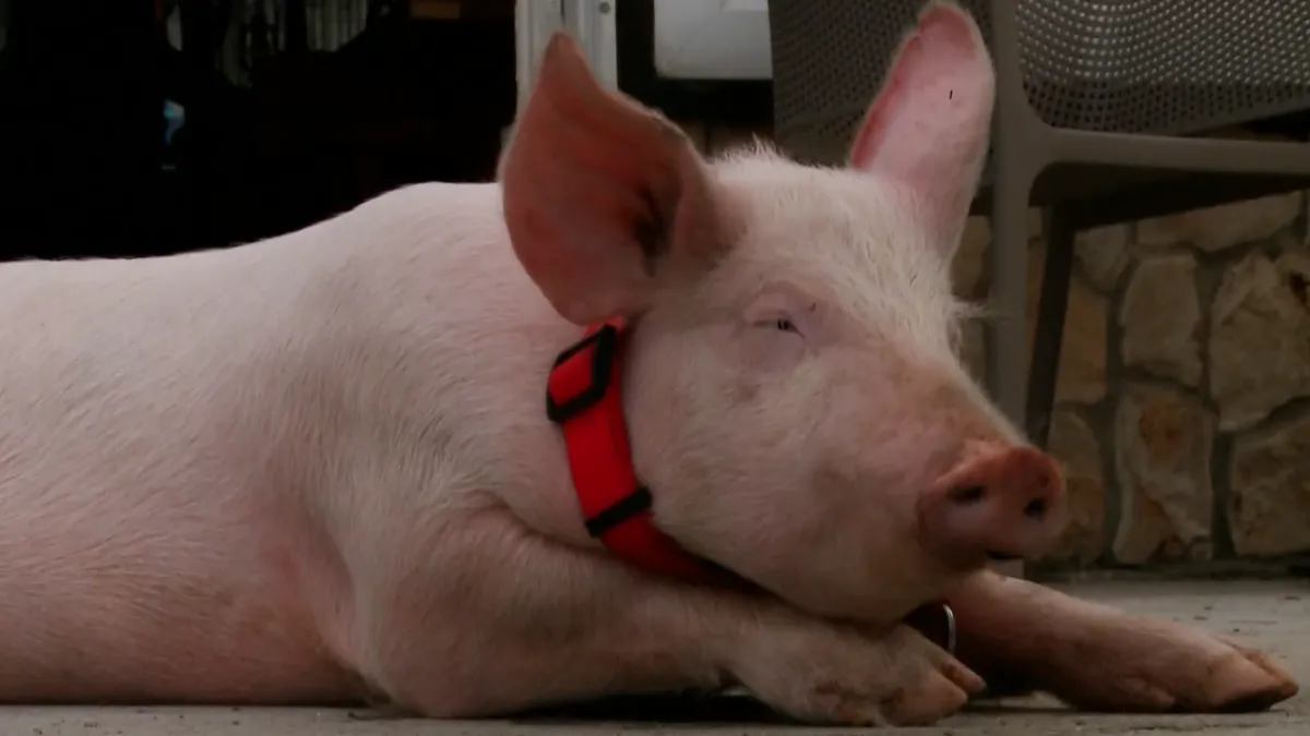 'U ponoć je zazvonio telefon'... Našli su ga! Gucci više nikad neće u kombi nepoznatih Imoćana