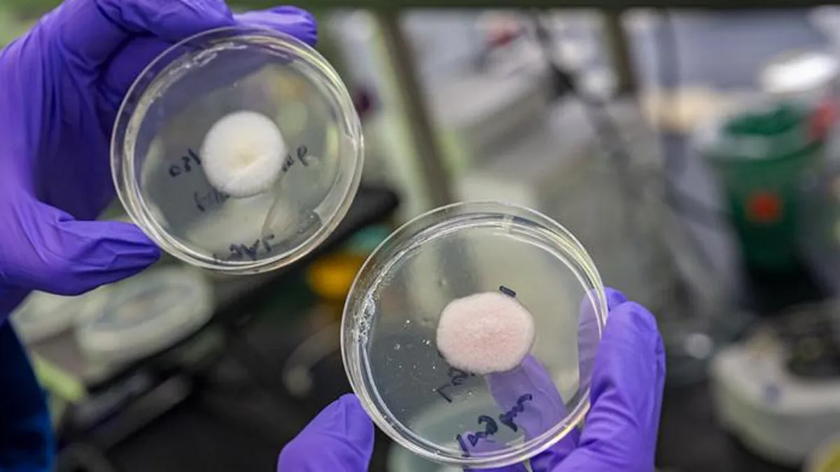 Ovaj šećer mogao bi biti ključ za pobjedu smrtonosnih superbakterija otpornih na lijekove