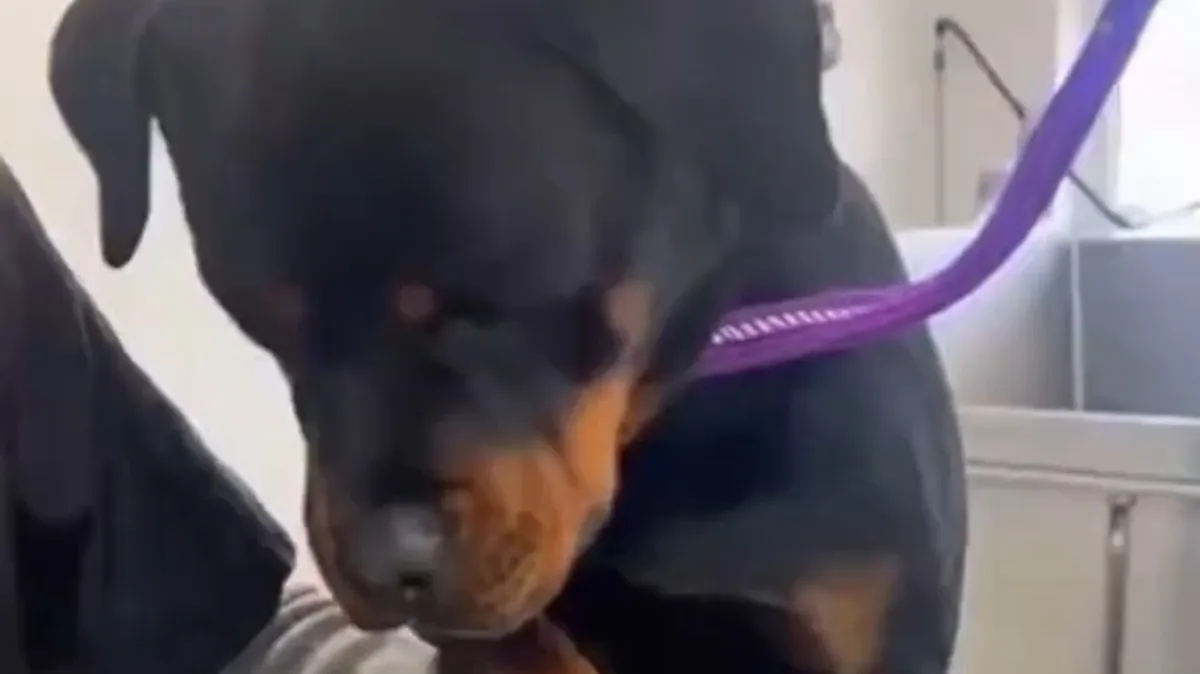 Dramatični rotvajler