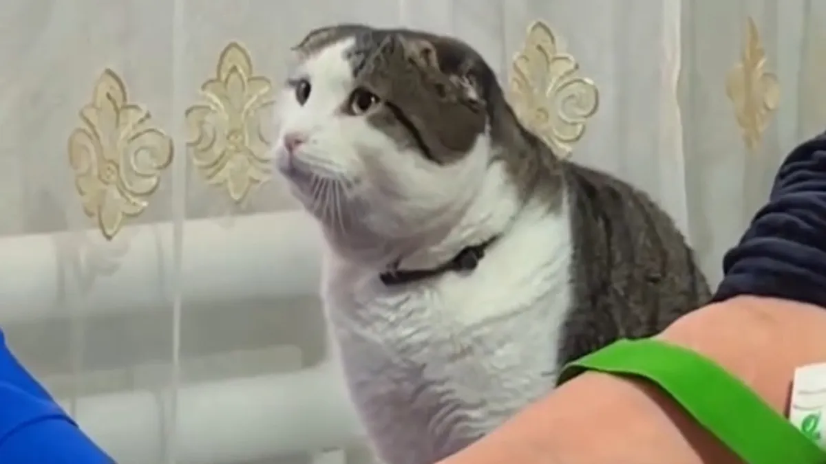 Jeste li ikad vidjeli ovoliko empatičnu macu? Silno ju je zabrinulo zdravlje vlasnice, video je hit