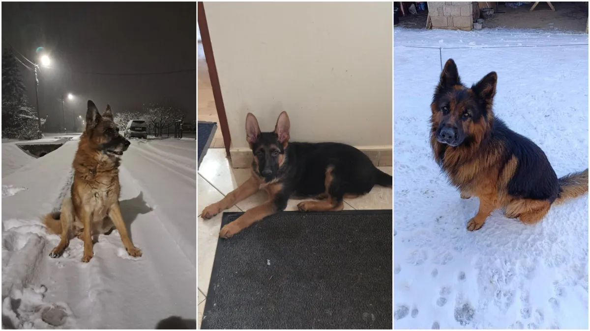 Oprez, oštar pas! Ma ne, to su samo fotografije vaših divnih njemačkih ovčara!