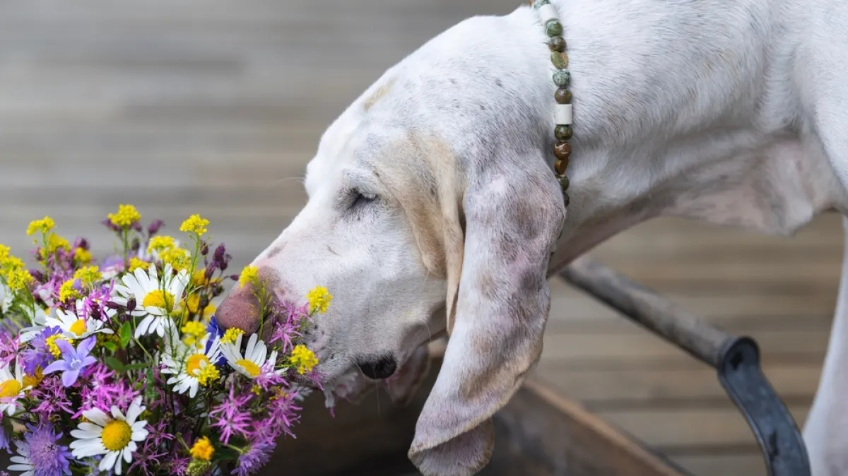 Opasnost vreba za Valentinovo: Neke vrste popularnog cvijeća otrovno je za vaše ljubimce
