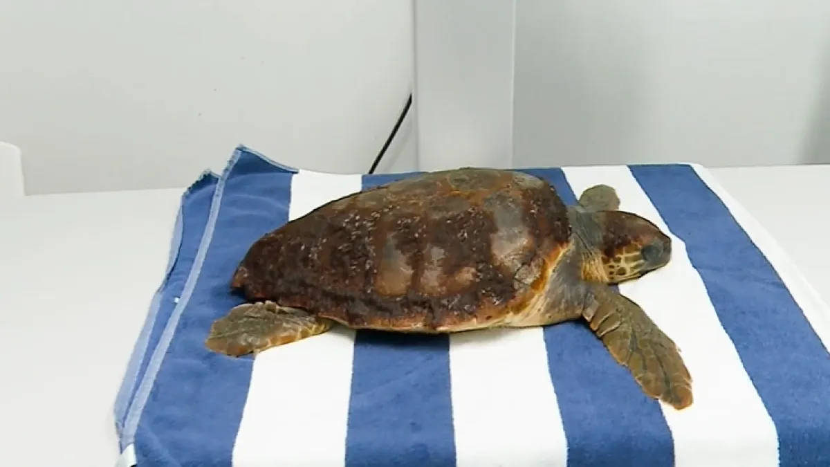 Doznajemo kako se oporavlja spašena glavata želva: 'Čeka je zatjevan zahvat!'