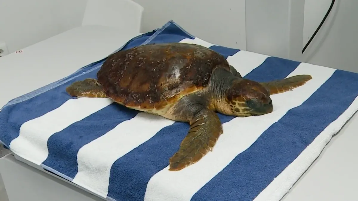 Ovu glavatu želvu čeka operacija u kojoj će sudjelovati četiri člana veterinarskog tima