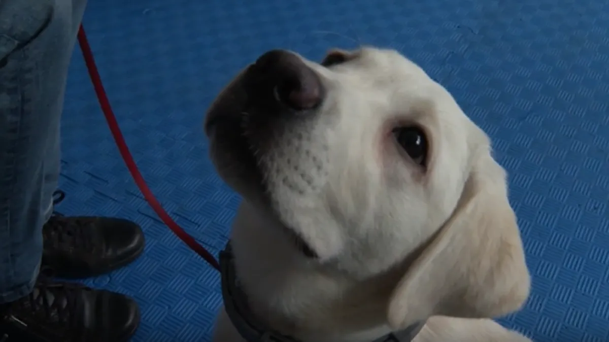 Godinu dana igre, a onda velika odgovornost: Štenci koji će nekome promijeniti svijet