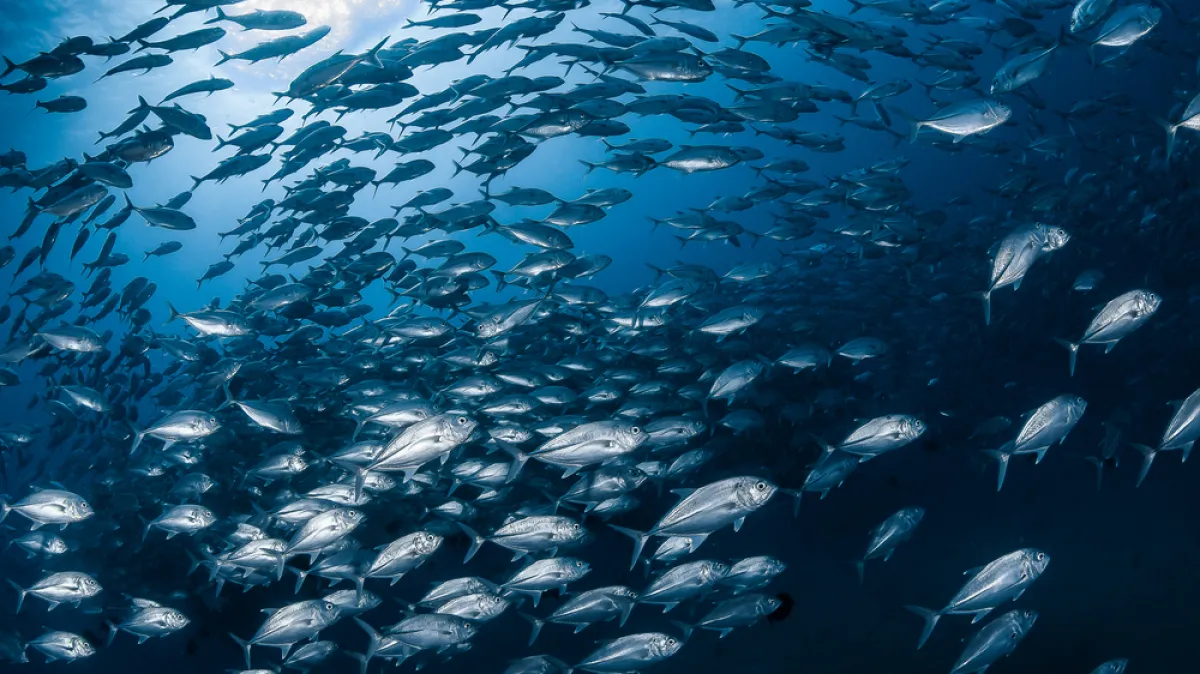 [KVIZ] Samo će pravi stručnjaci znati sve o ovim ribama Jadranskog mora