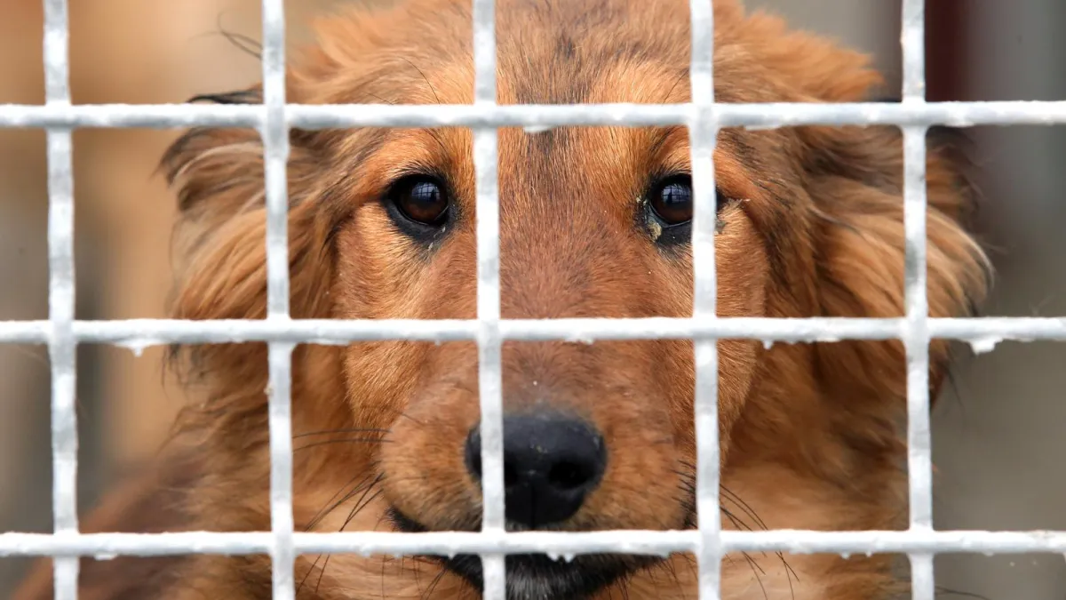 Karlovac uveo nove kazne za neodgovorne vlasnike životinja Kép