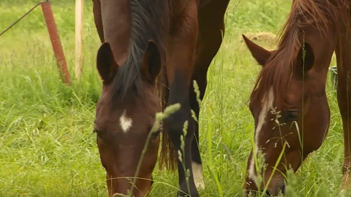 Italija planira zabraniti konjsko meso i uvesti drakonske kazne od 100 tisuća eura Kép