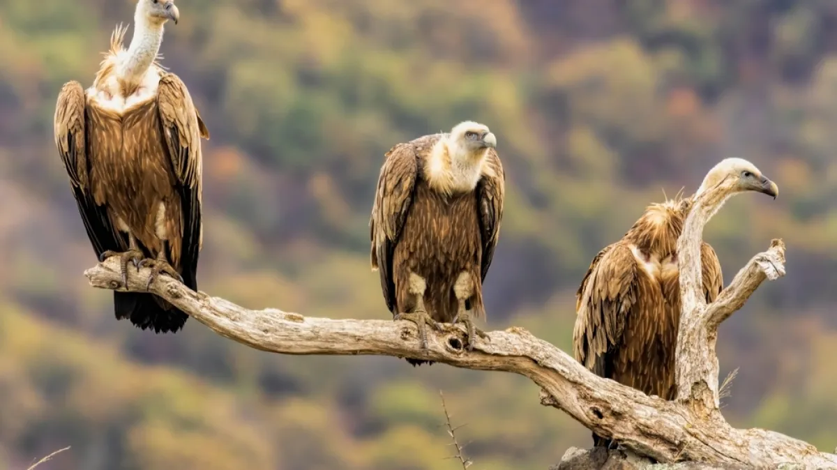 [KVIZ] Samo će najveći znalci rasturiti na ovim pitanjima o velikim pticama