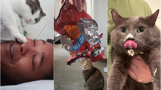 Čisti neodoljivi teroristi: Tako to izgleda kada mace podemone i odluče da će po svome