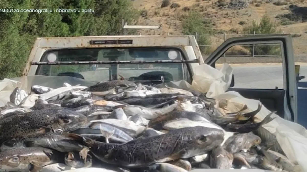 Otrovna srebrena napuhača opet ulovljena kod Splita: Stručnjaci objasnili zašto je tako opasna