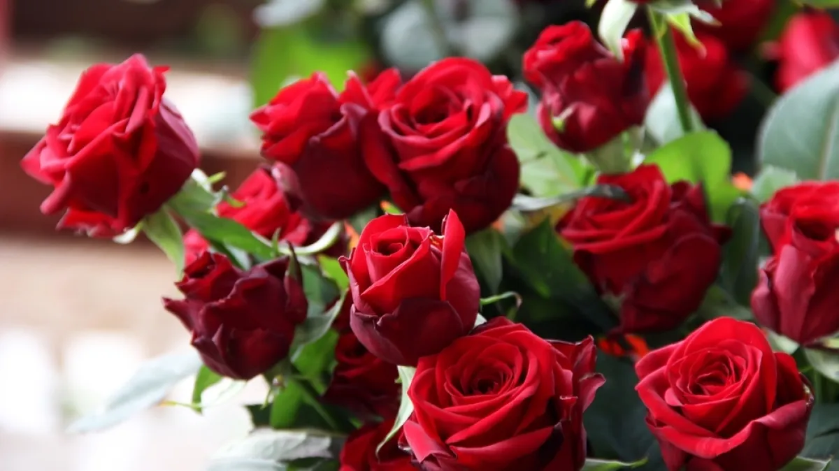 [KVIZ] Samo veliki botaničari mogu rasturiti na pitanjima o ružama