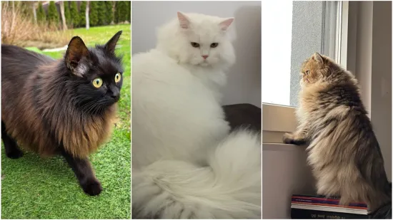 Aristokratkinja mačjeg svijeta: Ovo su va&scaron;e prekrasne perzijske mačke