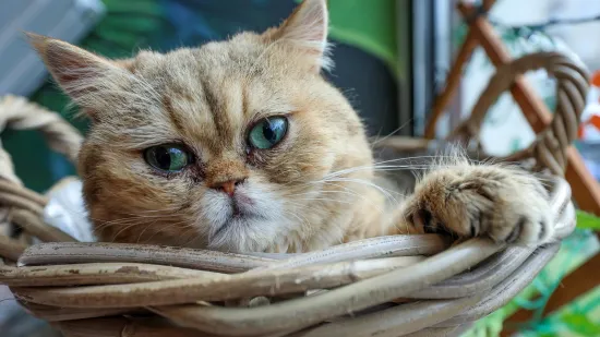 U Zagrebu otvoren kafić u kojem su mace prave zvijezde, ali nisu i jedino slatko 'krzneno osoblje'