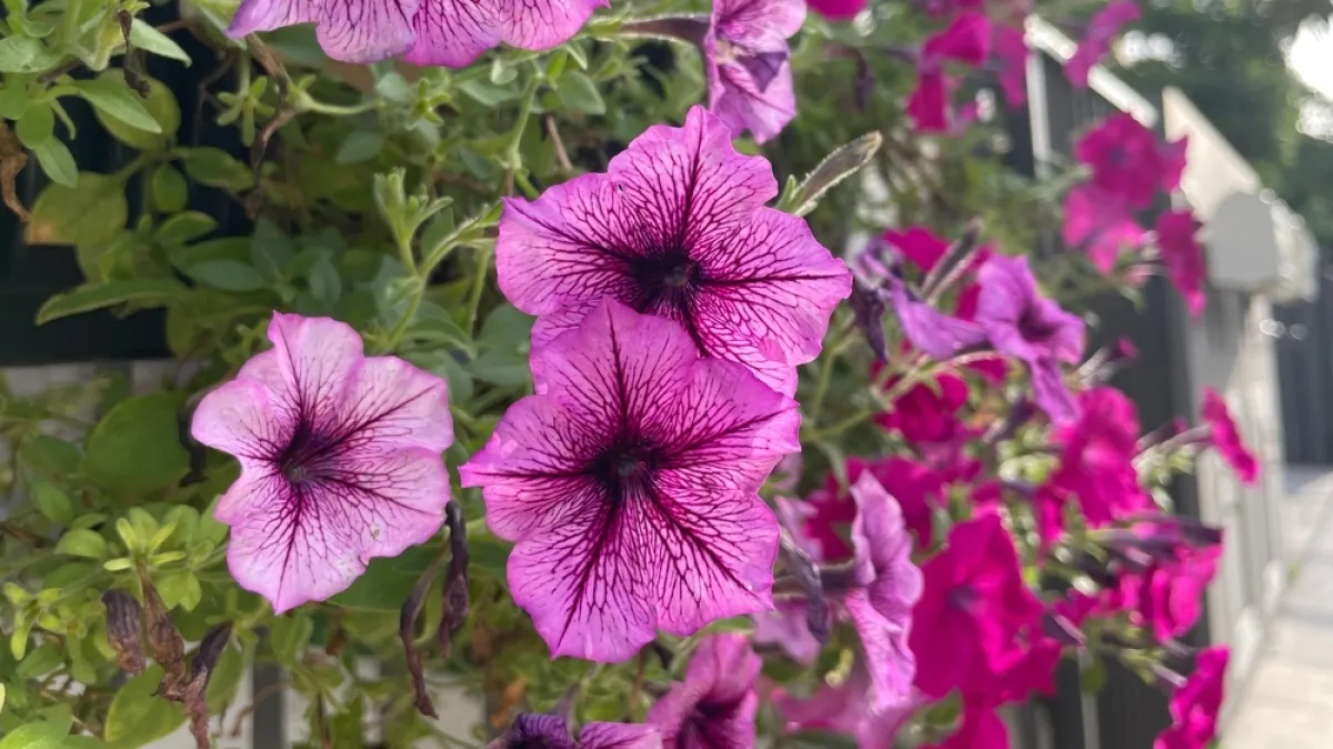 Isprva su je smatrali neuglednim korovom: Ova biljka krasi vrtove i balkone raskošnim bojama