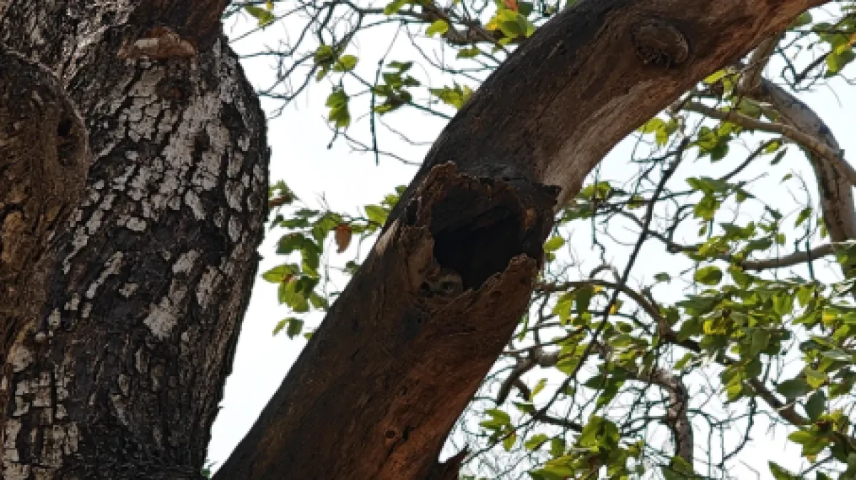 Ovaj izazov zaludio je Internet: Možete li vi pronaći majstoricu kamuflaže na ovoj fotografiji?