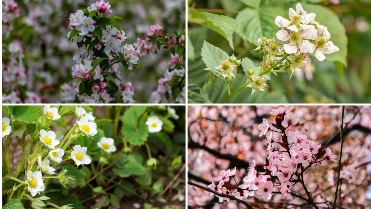 Možeš li prepoznati cvijeće ovog voća? Neka pitanja mogla bi zbuniti i najveće botaničare