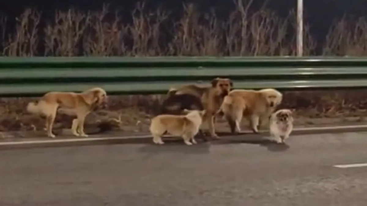 Nije Lesi nego Dapang, ali vratio se kući i poveo drugih šest ukradenih pasa