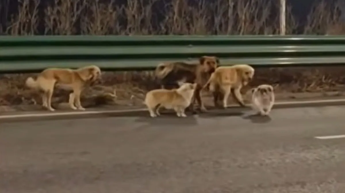 Oteti psi pobjegli kriminalcima te se sretno vratili kućama: Prehodali su 17 kilometara!