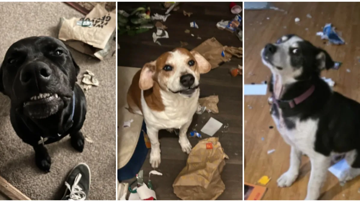 Ostavili pse na pet minuta, a oni uništili sve pred sobom: Njihove 'nevine' face su čisti urnebes