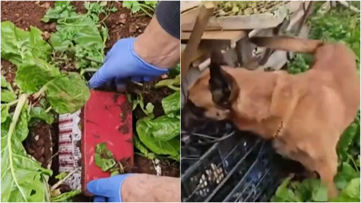 U hrvatskom gradu za ovakav slučaj još nisu čuli: 'U šoku sam, Bože sačuvaj!'