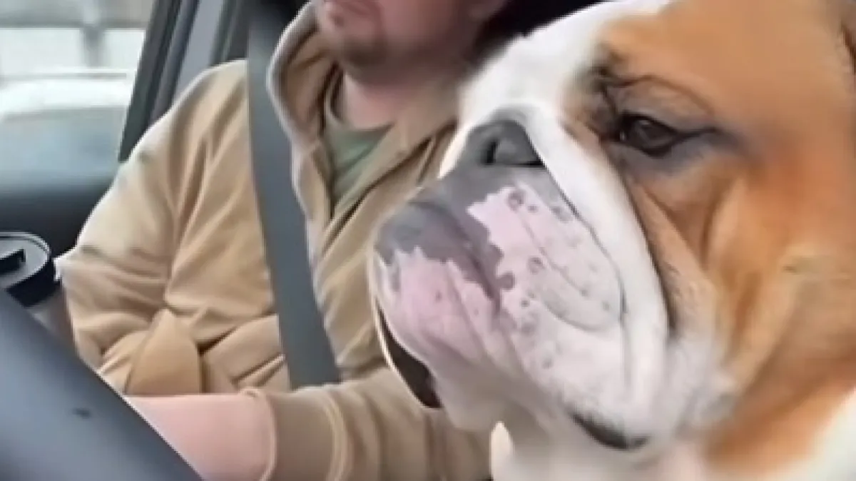 Oprez, pospani buldog za volanom!