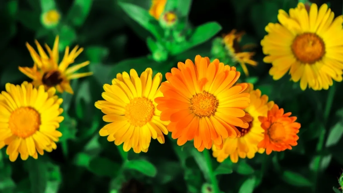 Sunčani cvijet koji liječi, a i jestiv je: Jedan od najlakših za uzgoj, idealan za početnike